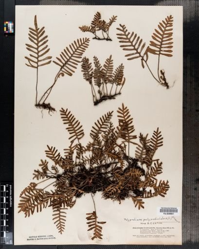 Polypodium polypodioides