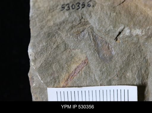 Eoconularia?