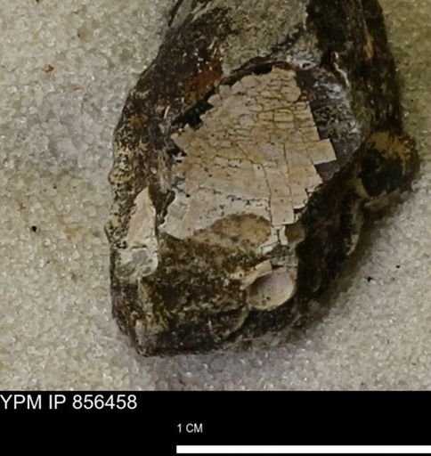 Limopsis striatopunctatus