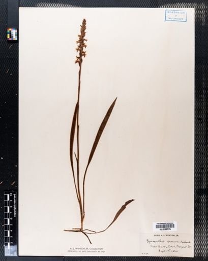 Spiranthes cernua