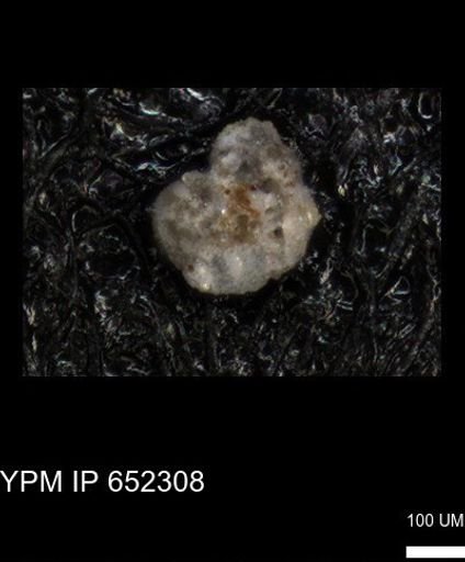 undet. Foraminiferida