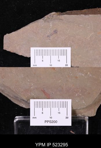 undet. Discinoidea