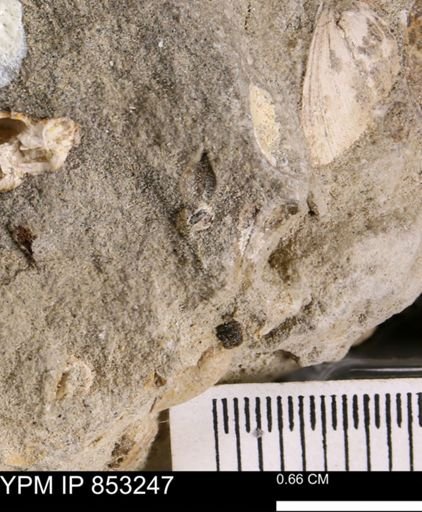 undet. Mollusca