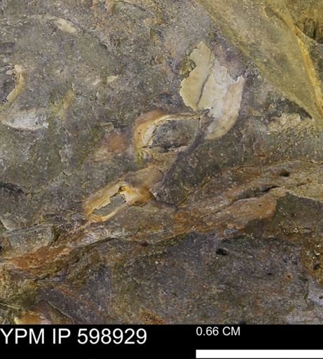 undet. Mollusca