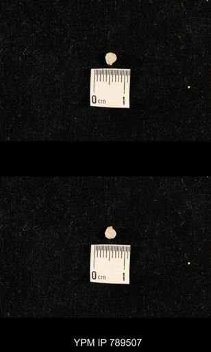 undet. Bryozoa