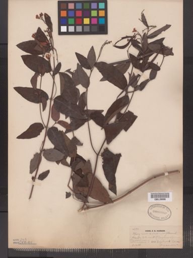 Apocynum androsaemifolium