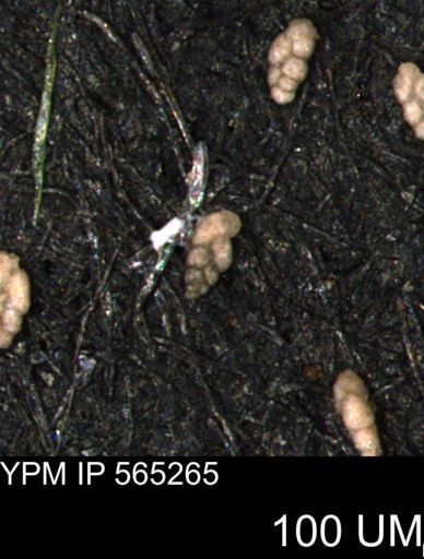 Spirolocammina planula