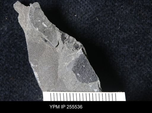 Eurypterida