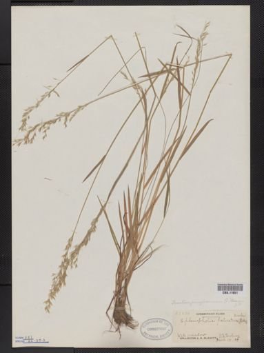 Trisetum pensylvanicum