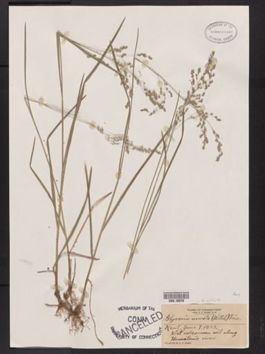 Glyceria striata