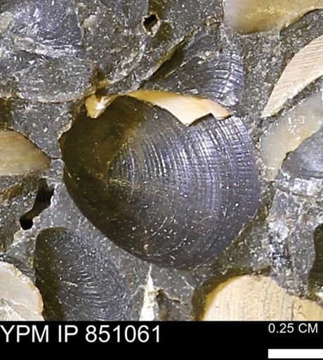 Limopsis striatopunctatus
