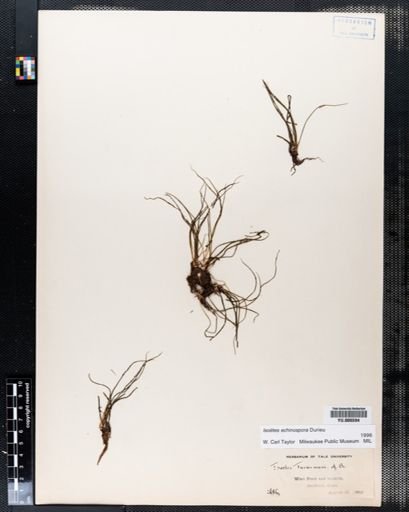 Isoetes echinospora