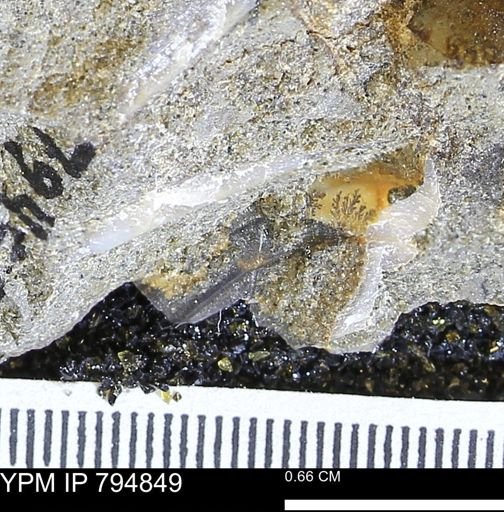 undet. Mollusca