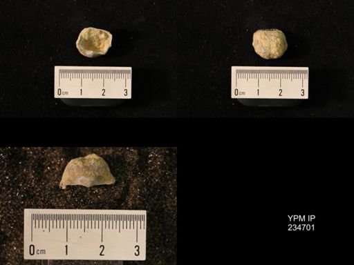Marginifera splendens
