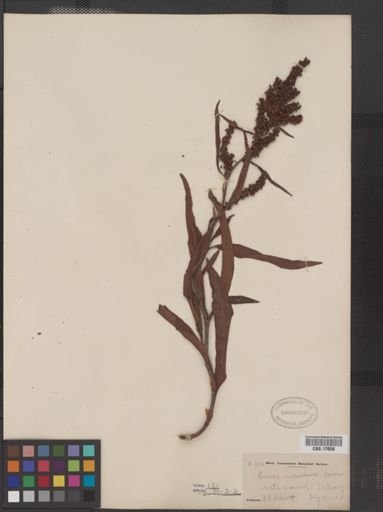 Rumex mexicanus