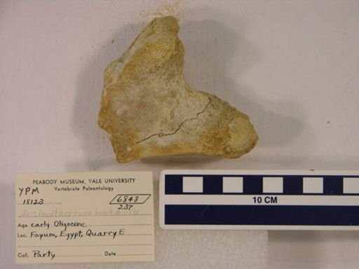 Arsinoitherium sp.