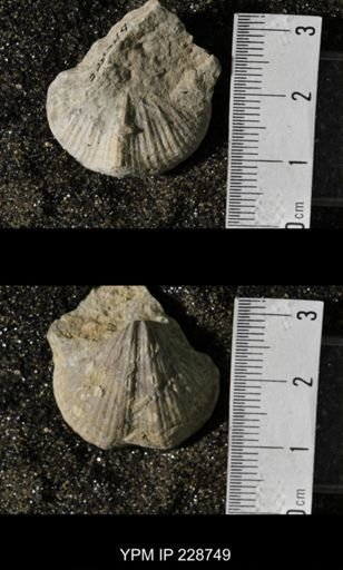 Neospirifer triplicatus gibbosus