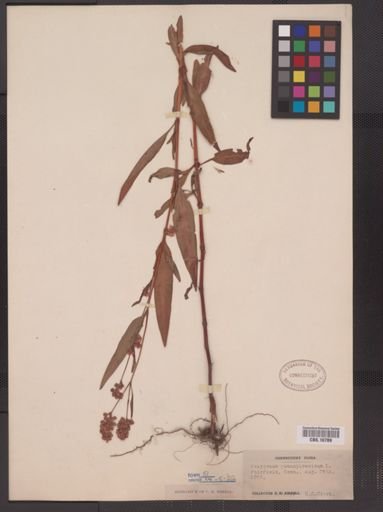 Polygonum pensylvanicum