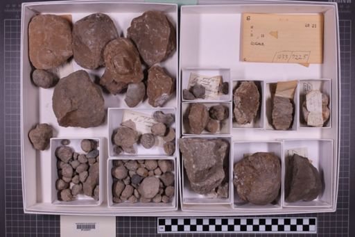 mixed taxa, stratigraphic collection