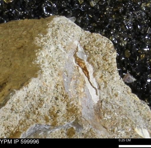 undet. Bivalvia