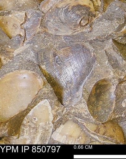 Limopsis striatopunctatus