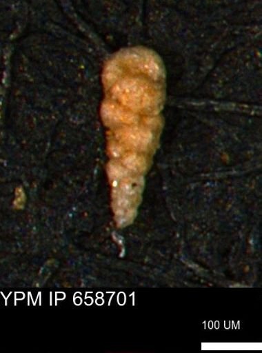 Verneuilinoides kansasensis