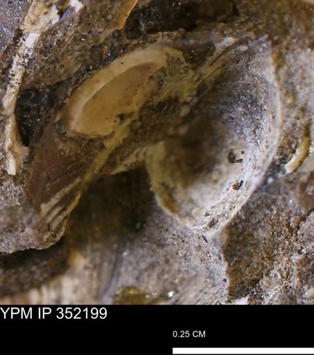 undet. Bivalvia