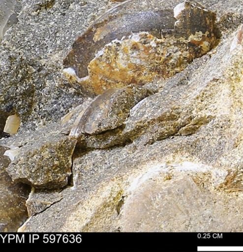 undet. Bivalvia