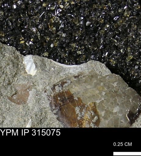 undet. Scaphitidae