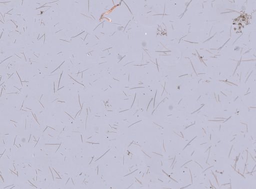 Halichondrida