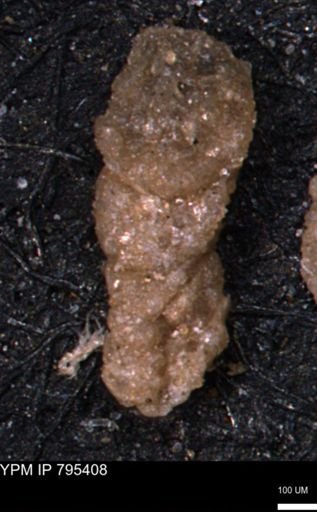 Ammobaculites euides