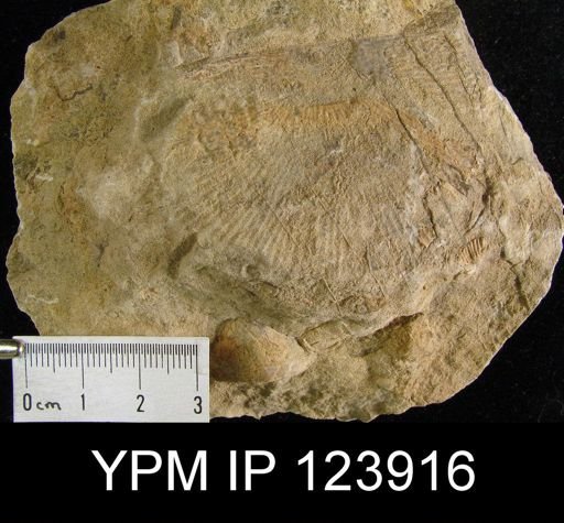 Leptostrophia irene