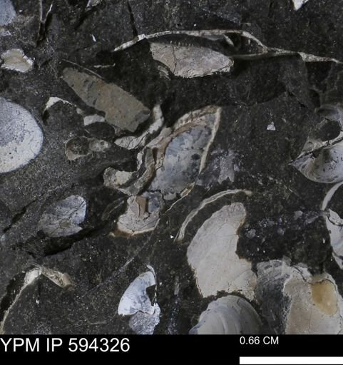 undet. Bivalvia