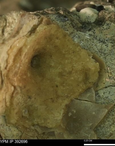 undet. Mollusca