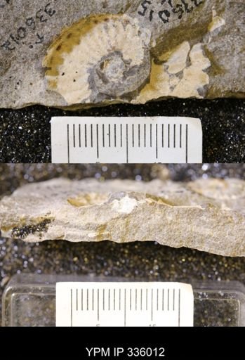 undet. Ammonoidea