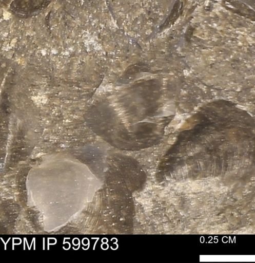 Protocardia subquadrata