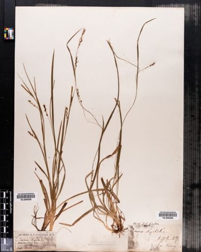 Carex digitalis