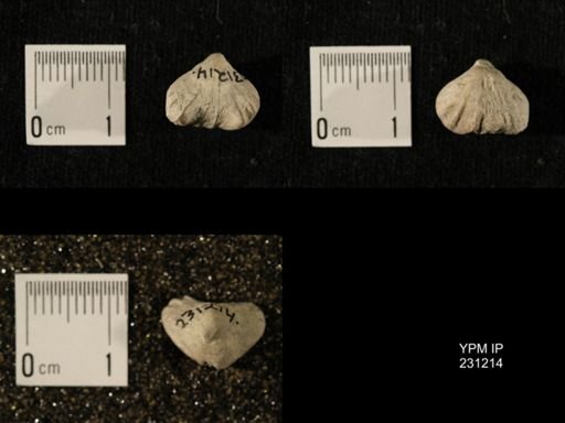Wellerella osagensis
