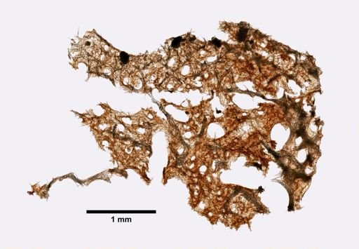 Xestospongia sapra