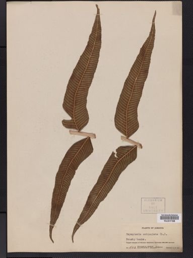 Dryopteris