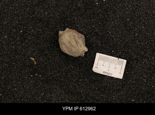 Clioscaphites vermiformis