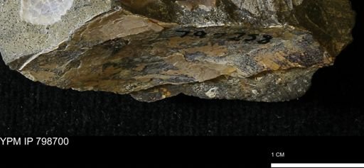 undet. Mollusca
