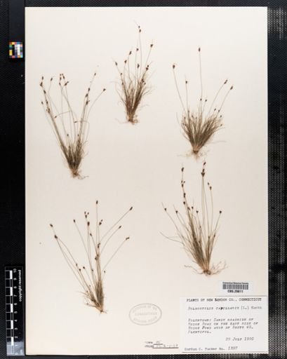 Bulbostylis capillaris