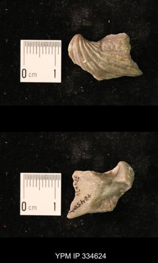 Neospirifer pseudocameratus
