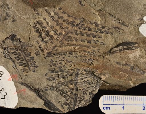Tympanophora simplex