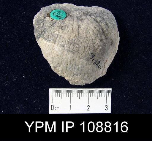 Strophonella punctulifera