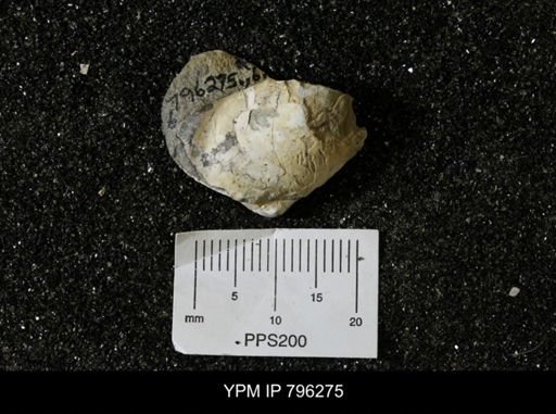 Inoceramus barabini