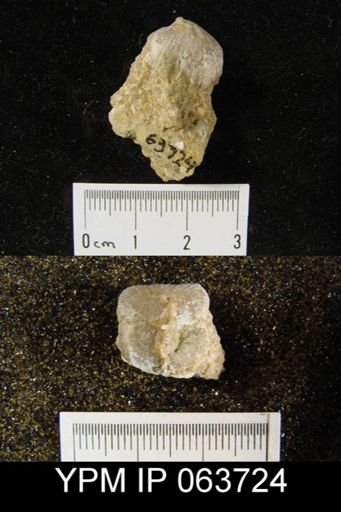 Wilsonella saffordi