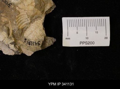 Scaphites sp.