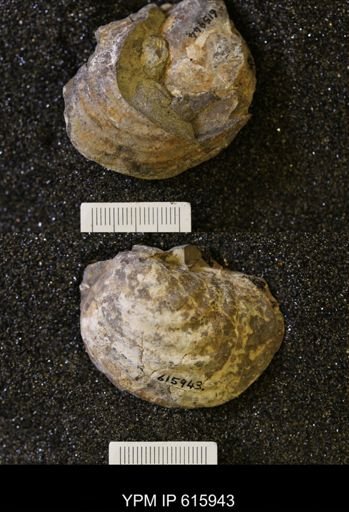 Inoceramus sp.